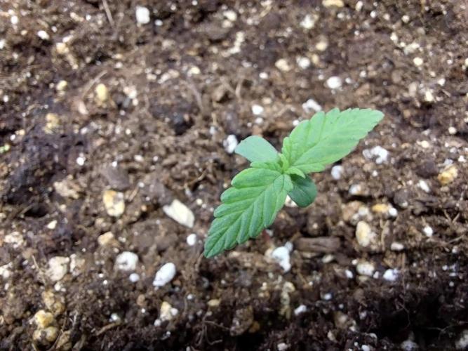 Palle leho. Week 1 - 19/01