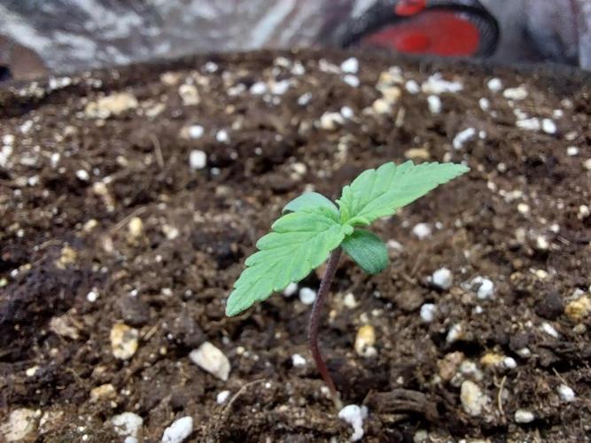 Palle leho. Week 1 - 19/01