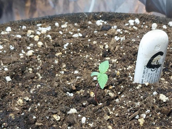 Palle leho. Week 1 - 19/01