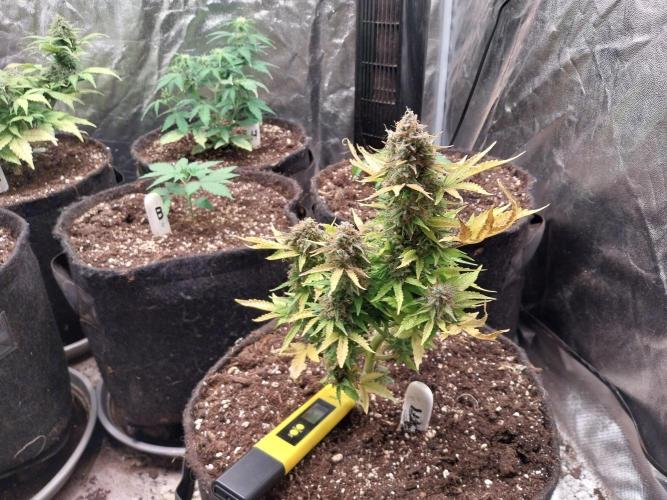 Blanchette. Week 12 - 16/01