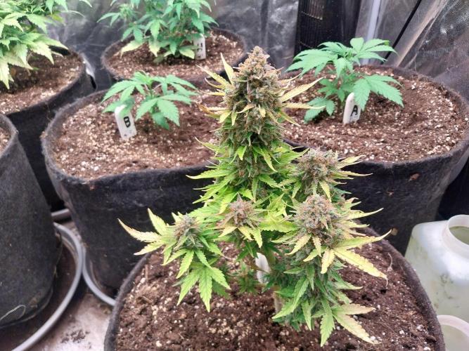 Blanchette. Week 12 - 19/01