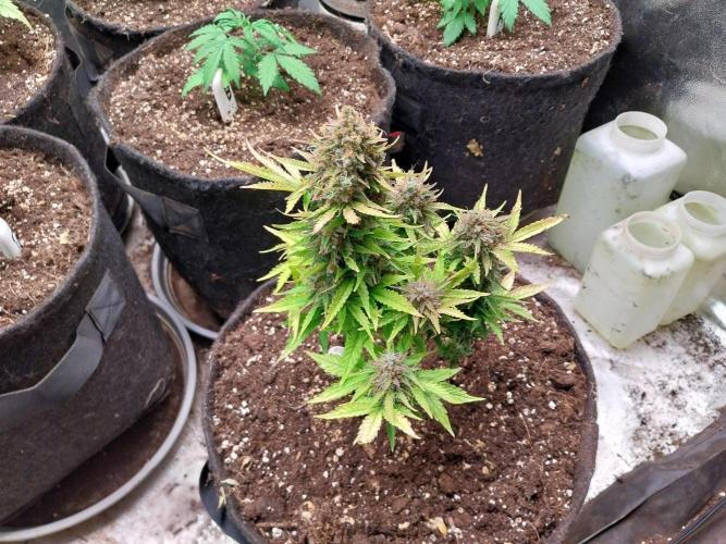 Blanchette. Week 12 - 20/01