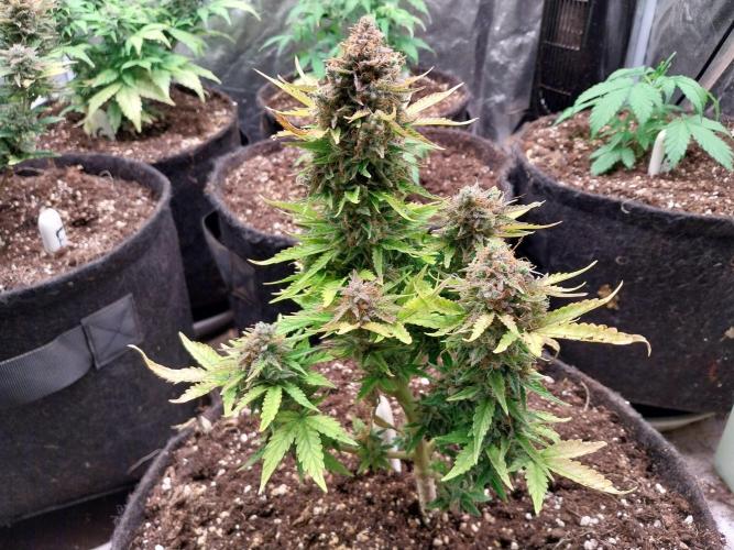 Blanchette. Week 12 - 20/01