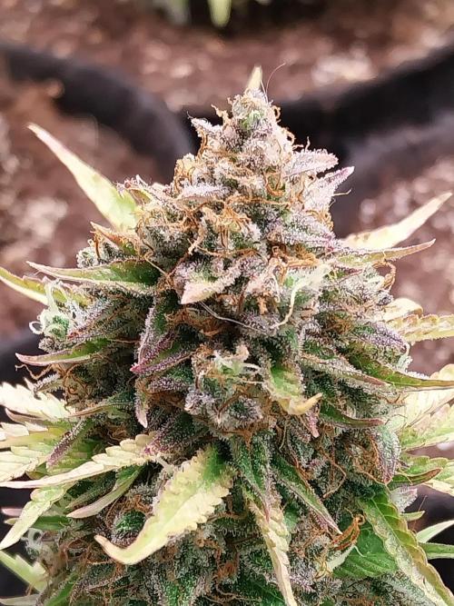 Blanchette. Week 12 - 20/01