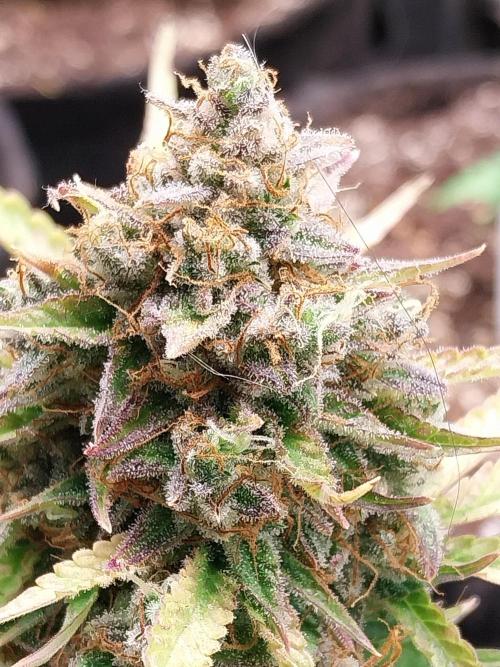 Blanchette. Week 12 - 20/01