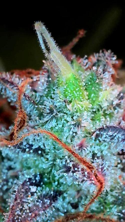 Blanchette. Week 12 - 20/01