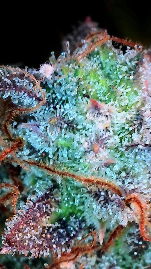 Blanchette. Week 12 - 20/01