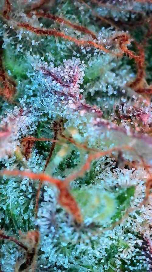 Blanchette. Week 12 - 20/01