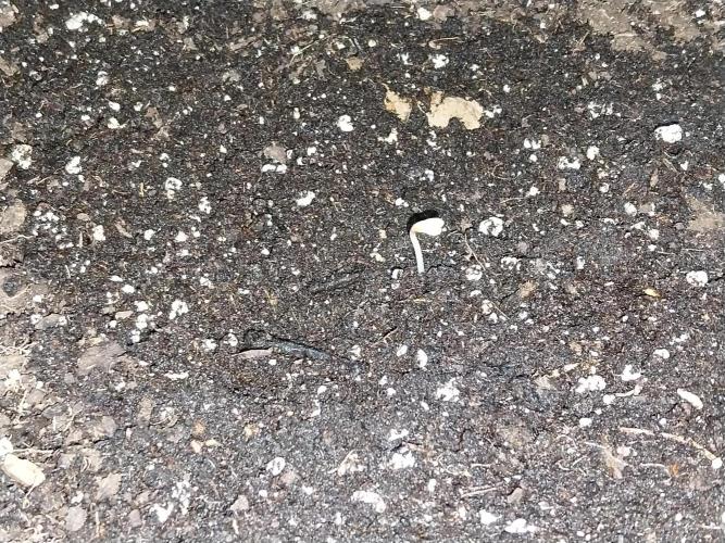 kongette. Week 0 - 15/01