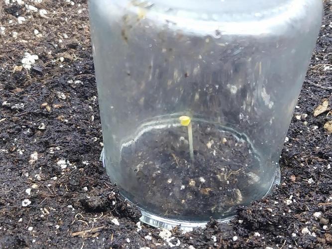 kongette. Week 0 - 15/01