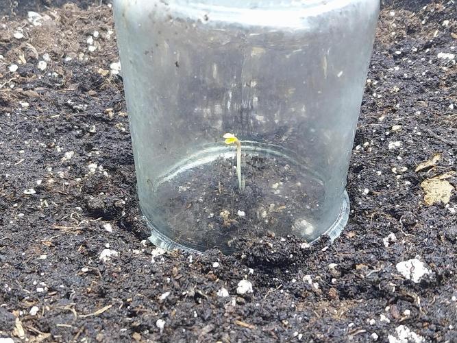 kongette. Week 0 - 15/01