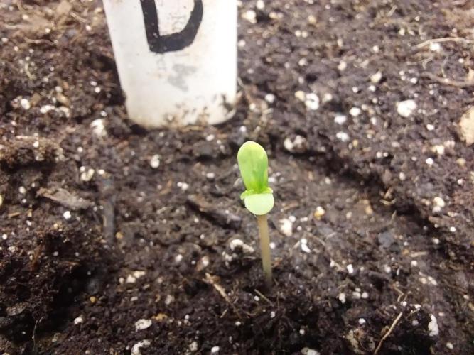 kongette. Week 0 - 16/01