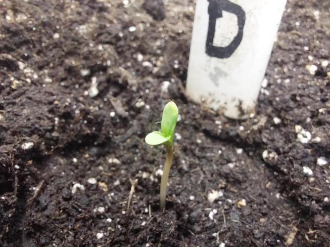 kongette. Week 0 - 16/01