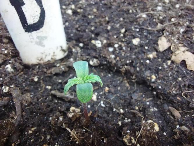 kongette. Week 0 - 17/01