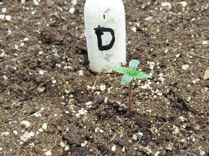 kongette. Week 0 - 18/01