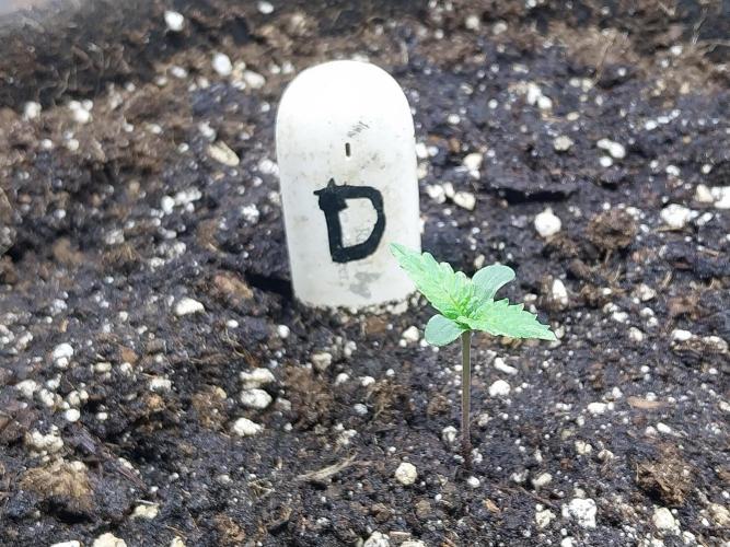 kongette. Week 0 - 19/01