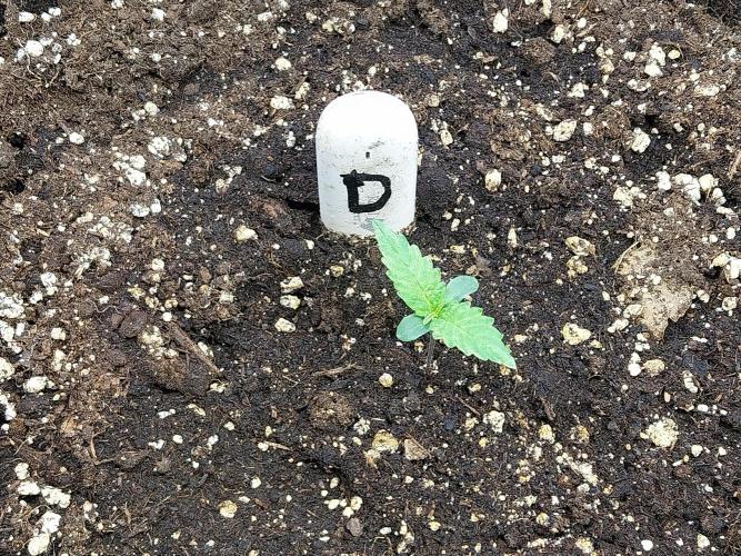 kongette. Week 0 - 20/01