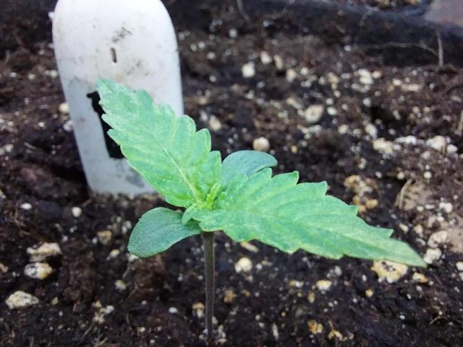 kongette. Week 0 - 20/01