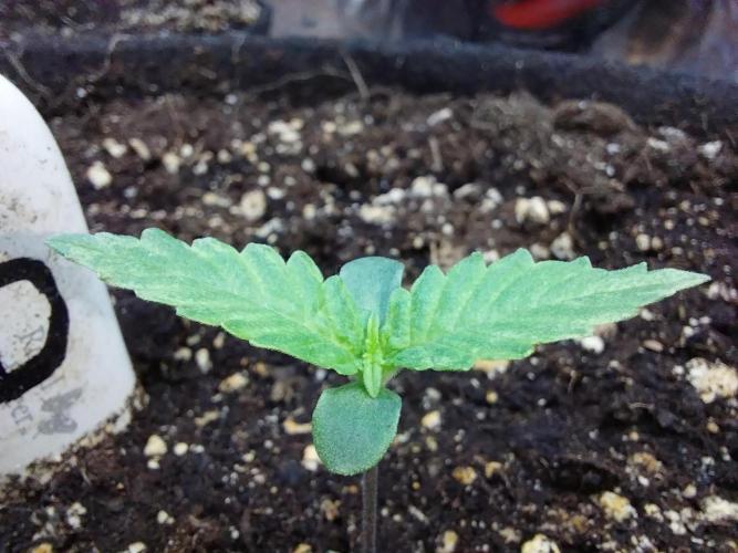 kongette. Week 0 - 20/01