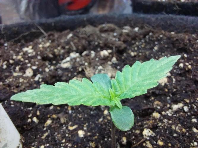 kongette. Week 0 - 20/01