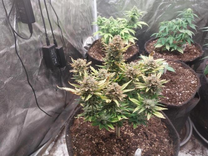 Pierrette de la lune 2. Week 11 - 15/01