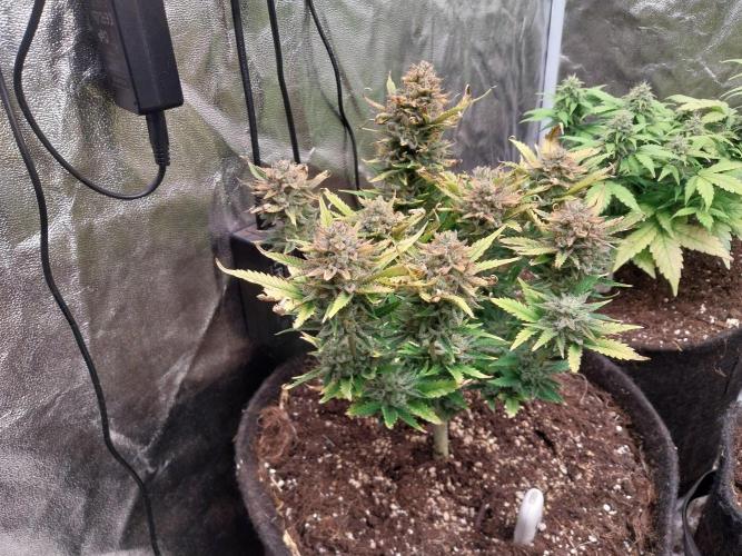 Pierrette de la lune 2. Week 11 - 16/01