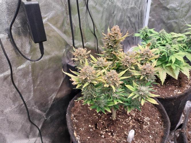 Pierrette de la lune 2. Week 11 - 18/01