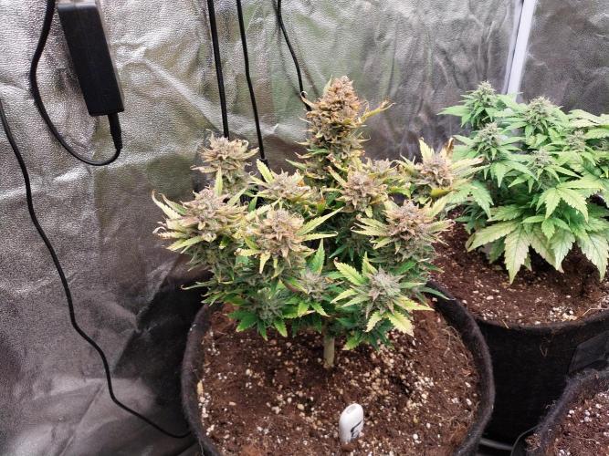 Pierrette de la lune 2. Week 11 - 20/01