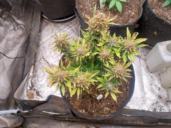 Pierrette de la lune 2. Week 11 - 21/01