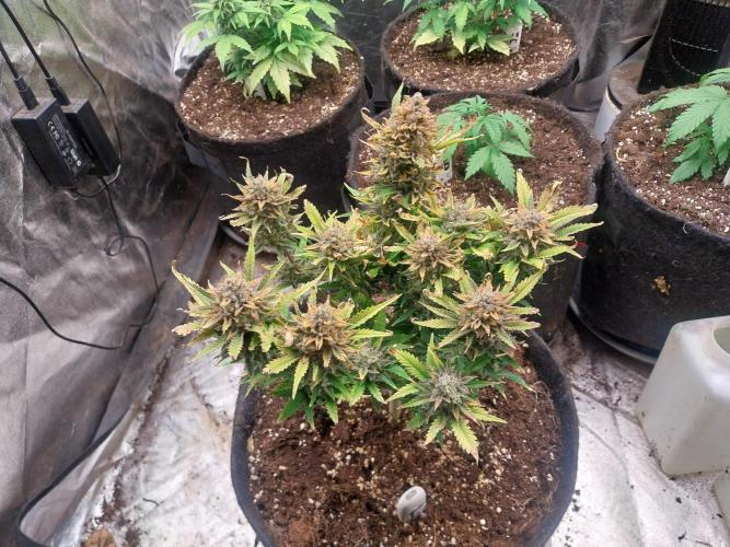 Pierrette de la lune 2. Week 11 - 21/01