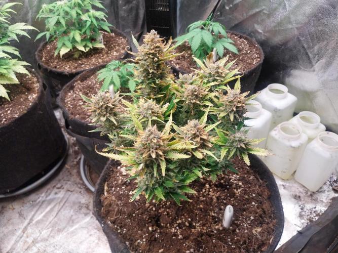 Pierrette de la lune 2. Week 11 - 21/01