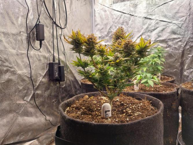 Pierrette de la lune 2. Week 11 - 21/01