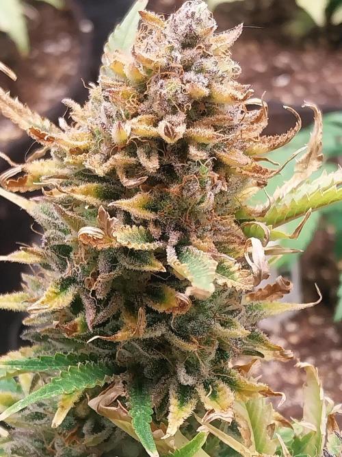 Pierrette de la lune 2. Week 11 - 21/01