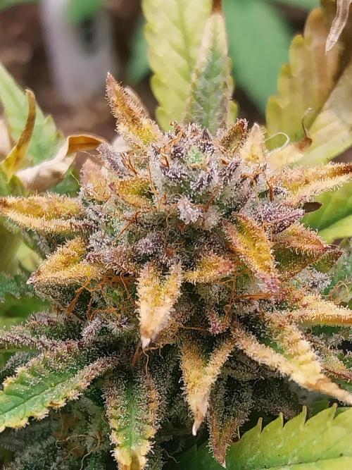 Pierrette de la lune 2. Week 11 - 21/01