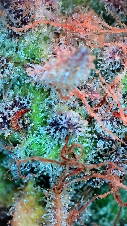 Pierrette de la lune 2. Week 11 - 21/01