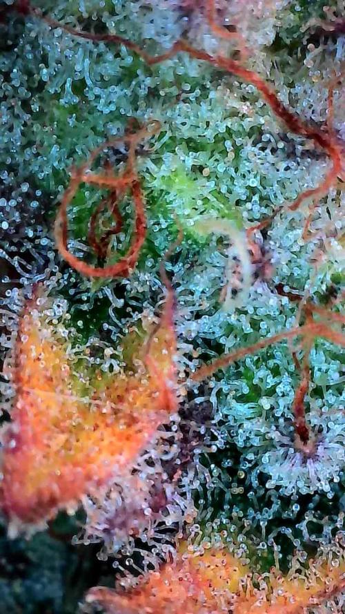 Pierrette de la lune 2. Week 11 - 21/01