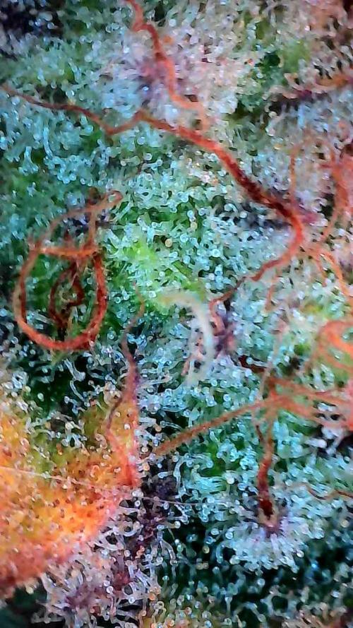 Pierrette de la lune 2. Week 11 - 21/01