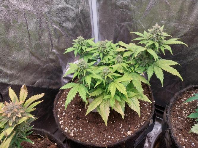 Quoitesqueu. Week 10 - 16/01