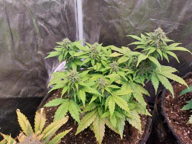 Quoitesqueu. Week 10 - 17/01