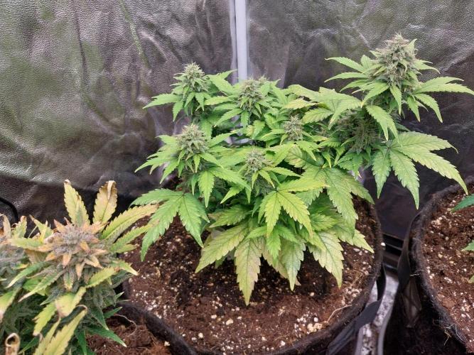 Quoitesqueu. Week 10 - 18/01