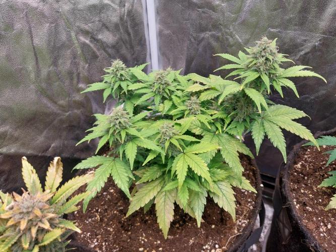 Quoitesqueu. Week 10 - 19/01