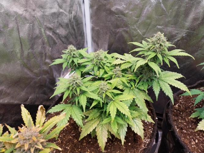 Quoitesqueu. Week 10 - 20/01