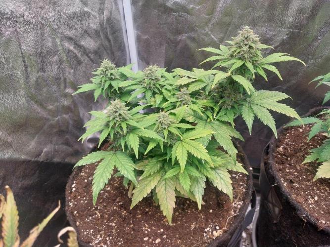 Quoitesqueu. Week 10 - 21/01