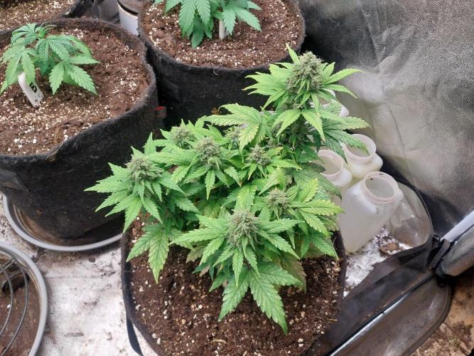 Quoitesqueu. Week 10 - 22/01 