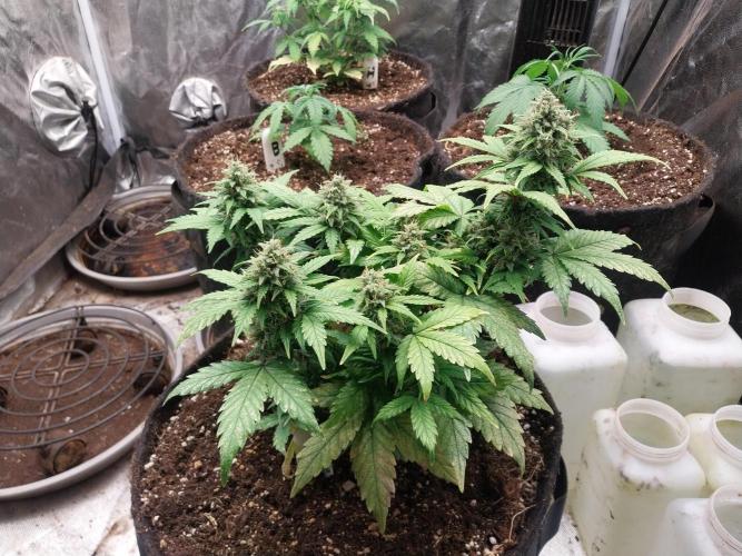 Quoitesqueu. Week 10 - 22/01 