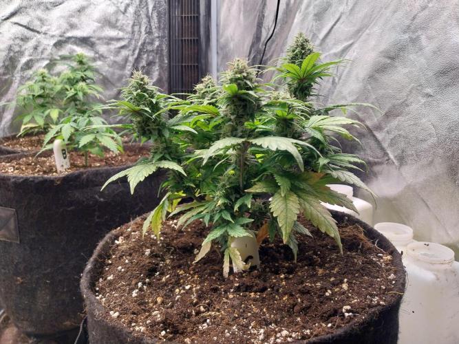 Quoitesqueu. Week 10 - 22/01 