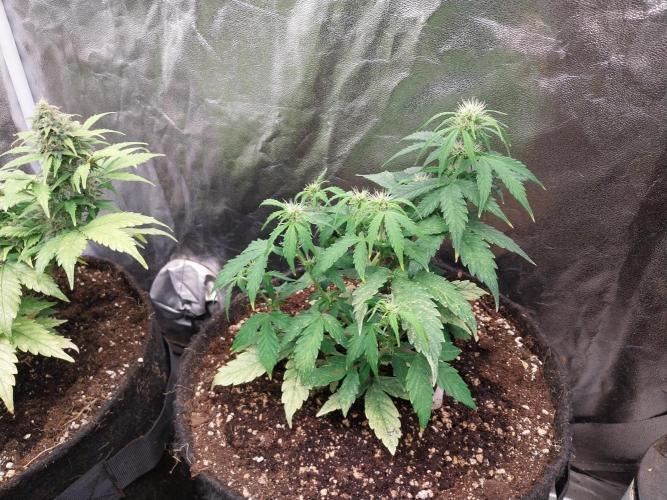 habannon. Week 7 - 17/01