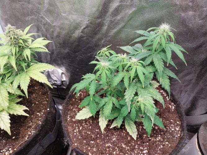 habannon. Week 7 - 18/01