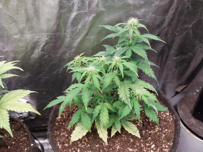 habannon. Week 7 - 19/01