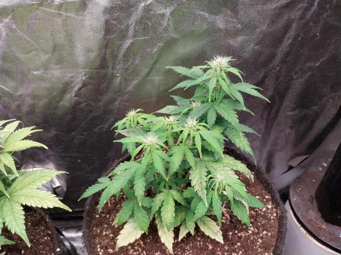 habannon. Week 7 - 20/01